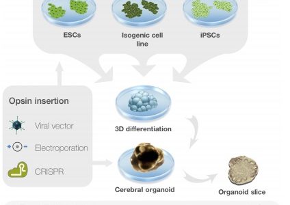 Royan lnstitute scientists suggest ways in which optogenetics … Royan lnstitute scientists suggest ways in which optogenetics …
